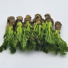 참두릅 입맛을 돋궈주는 향긋한 두릅세트 27주,*