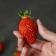 강화섬 임근택 딸기 (설향, EM효소, 무료배송)