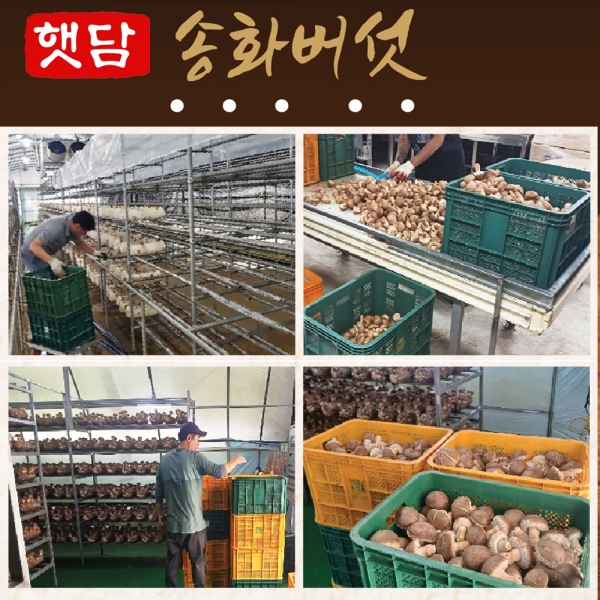 [3+1]햇담 송화버섯 가정용 실속형 정품중급 농협에 납품하는 이천 무농약 햇살담은 송고버섯