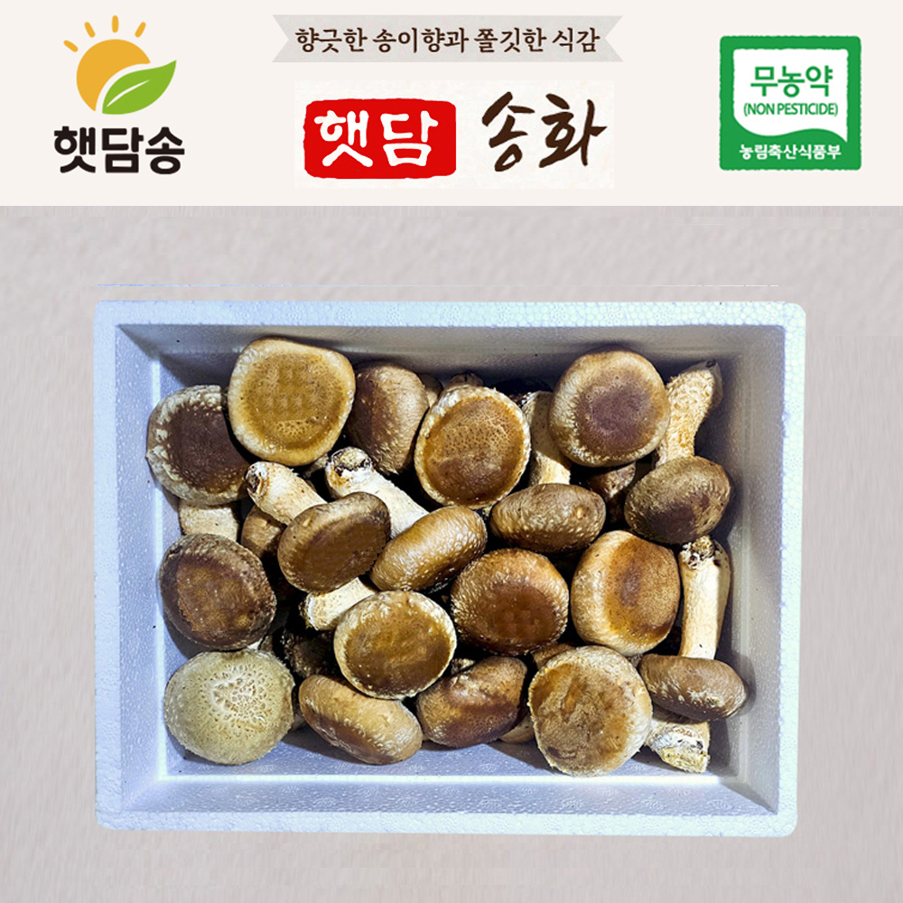 [중급1+1]햇담송화 가정형 정품중급 농협에 납품하는 송이향 고기식감 송고