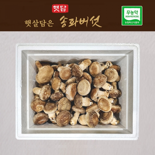 [중급1+1]햇담송화 가정형 정품중급 농협에 납품하는 송이향 고기식감 송고
