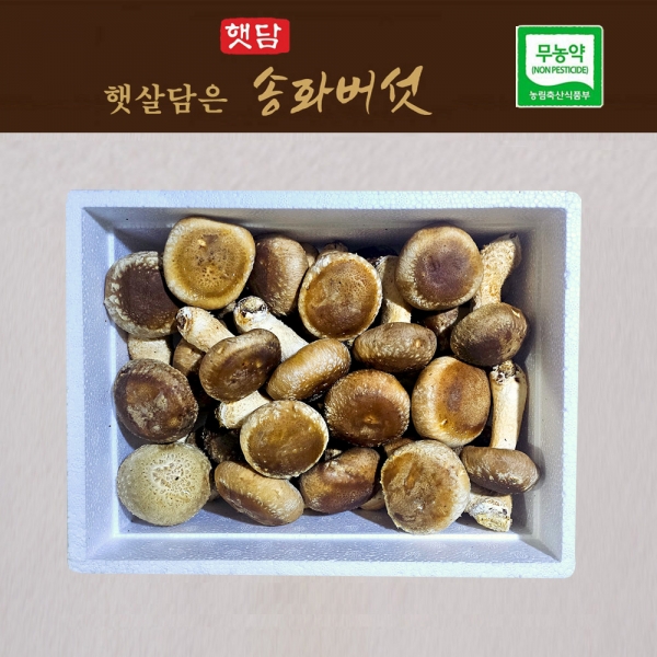[3+1]햇담 송화버섯 가정용 실속형 정품중급 농협에 납품하는 이천 무농약 햇살담은 송고버섯