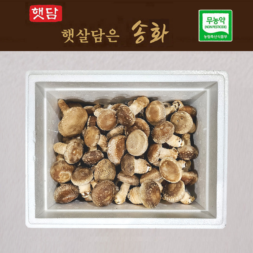 [중급1+1]햇담송화 가정형 정품중급 농협에 납품하는 송이향 고기식감 송고