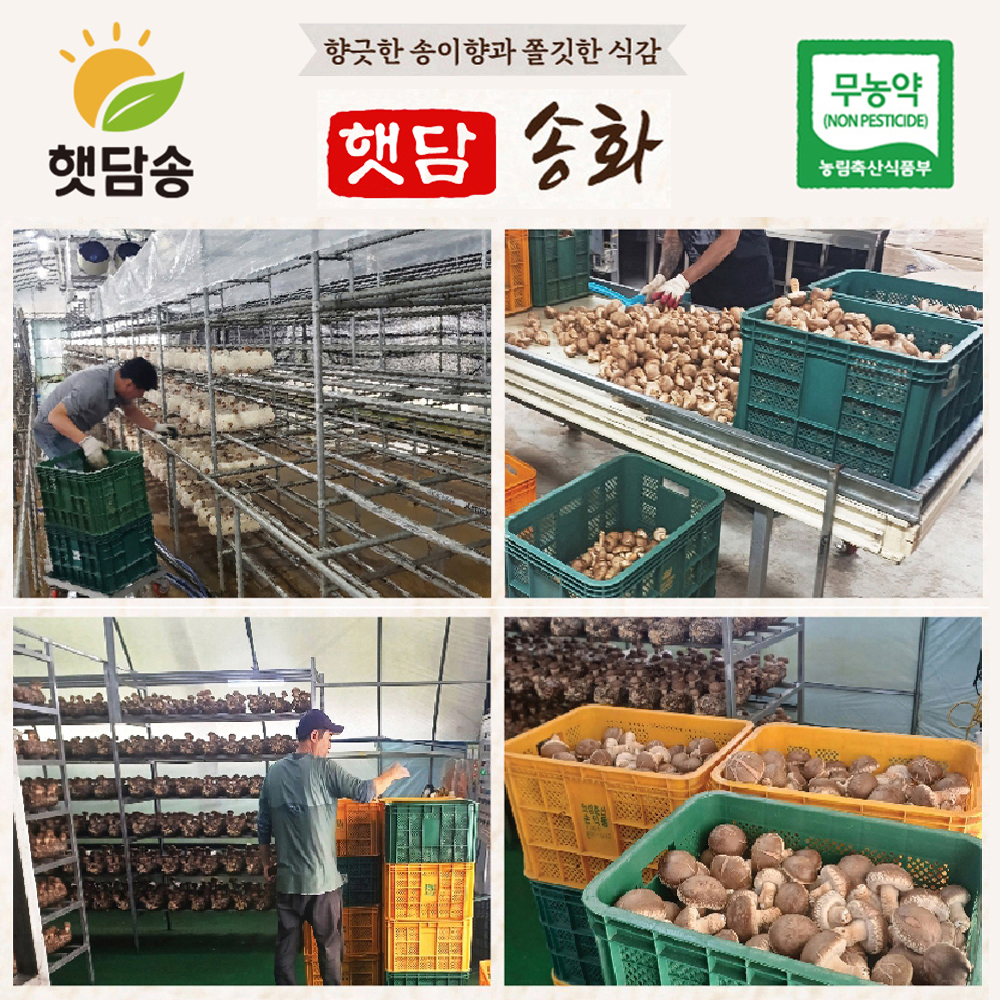 [중급1+1]햇담송화 가정형 정품중급 농협에 납품하는 송이향 고기식감 송고
