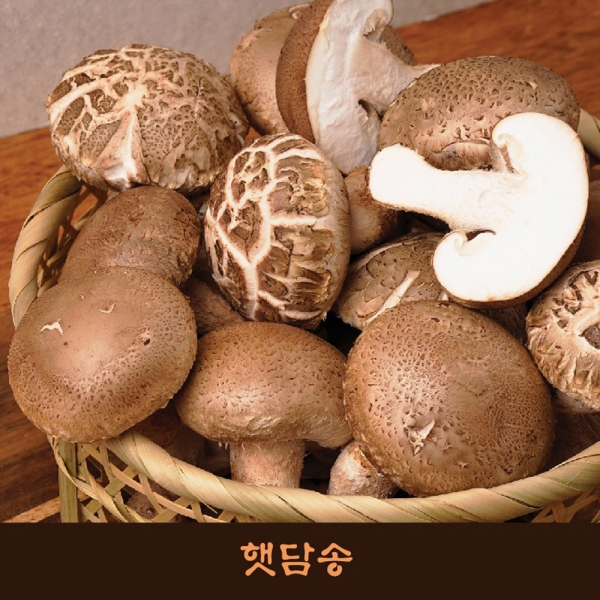 [3+1]햇담 송화버섯 가정용 실속형 정품중급 농협에 납품하는 이천 무농약 햇살담은 송고버섯
