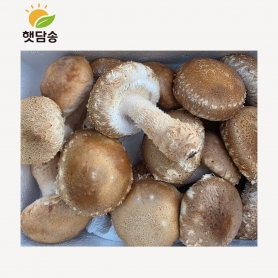 [무농약] 햇담송 송화버섯 가정형 정품중급 500g 1kg 농협에 납품하는 송이향 고기식감 송고버섯