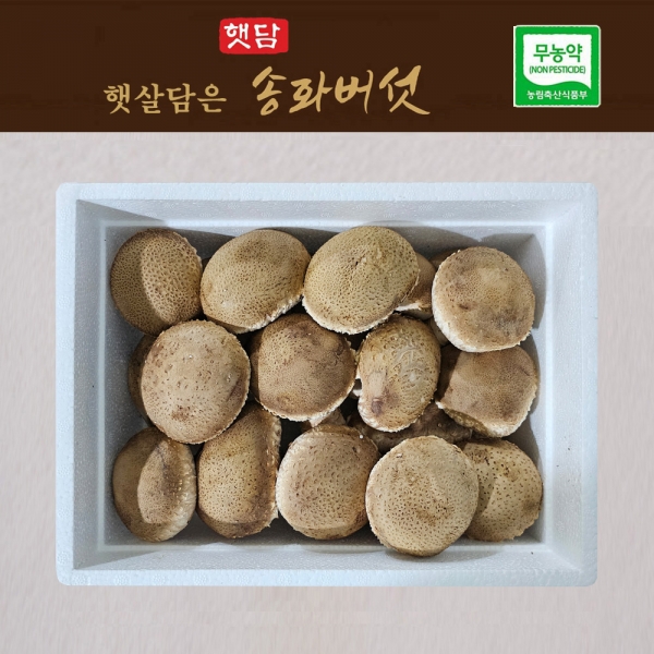 [3+1]햇담 송화버섯 상급 고급형 농협에 납품하는 이천 무농약 햇살담은 송고버섯