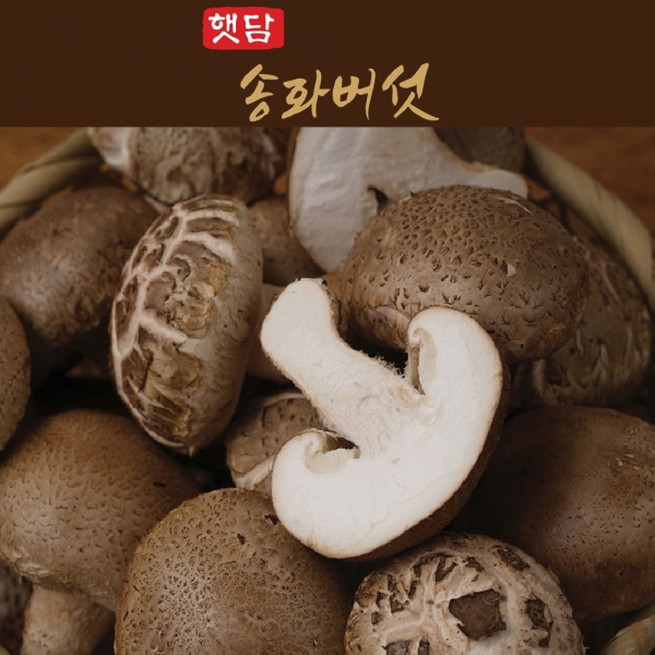 [3+1]햇담 송화버섯 상급 고급형 농협에 납품하는 이천 무농약 햇살담은 송고버섯