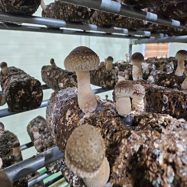 [3+1]햇담 송화버섯 상급 고급형 농협에 납품하는 이천 무농약 햇살담은 송고버섯