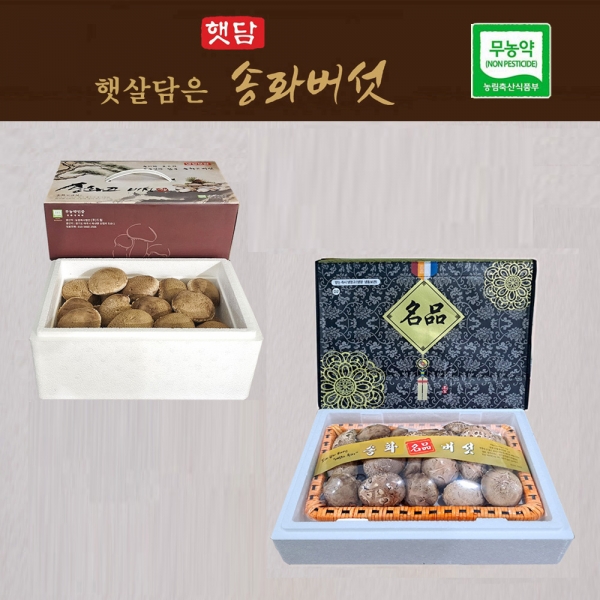 [선물세트3+1] 햇담송화버섯 프리미엄 VIP 선물세트 최고급형 농협에 납품하는 이천 무농약 햇살가득담은 송고버섯