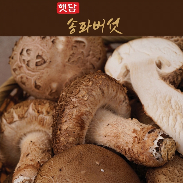[선물세트3+1] 햇담송화버섯 프리미엄 VIP 선물세트 최고급형 농협에 납품하는 이천 무농약 햇살가득담은 송고버섯
