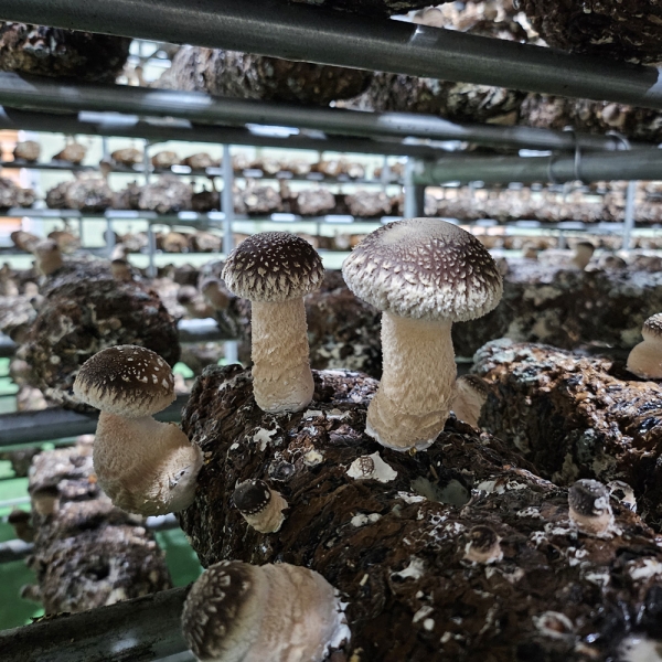 [선물세트3+1] 햇담송화버섯 프리미엄 VIP 선물세트 최고급형 농협에 납품하는 이천 무농약 햇살가득담은 송고버섯