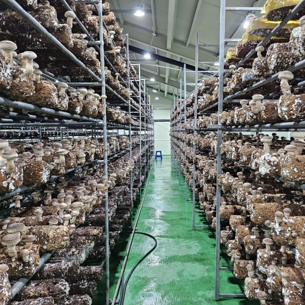 [선물세트3+1] 햇담송화버섯 프리미엄 VIP 선물세트 최고급형 농협에 납품하는 이천 무농약 햇살가득담은 송고버섯