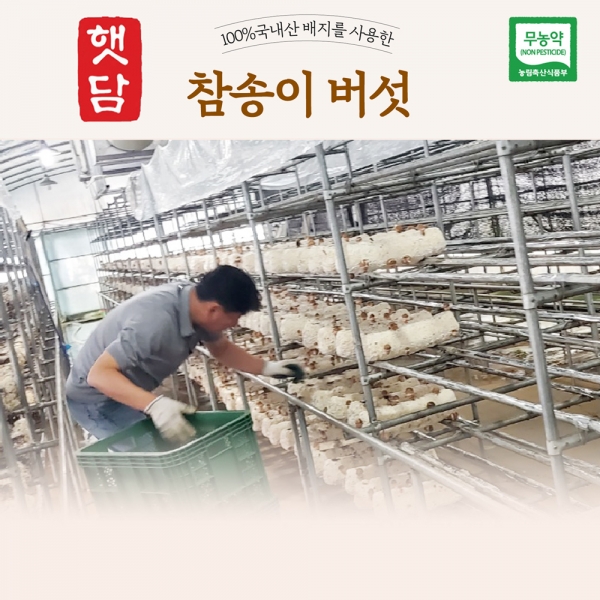 [3+1]햇담 참송이버섯 정품 특사이즈 최상급 농협에 납품하는 무농약 이천 참송이버섯