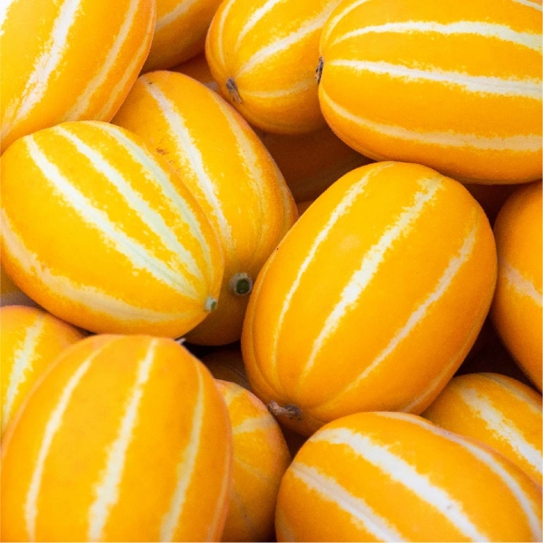 수분가득 과즙폭탄! 성주 꿀 참외 1kg 1.5kg 4.5kg (혼합과)