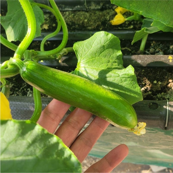 시원 아삭! 경북 미니오이 500g 1kg 2kg