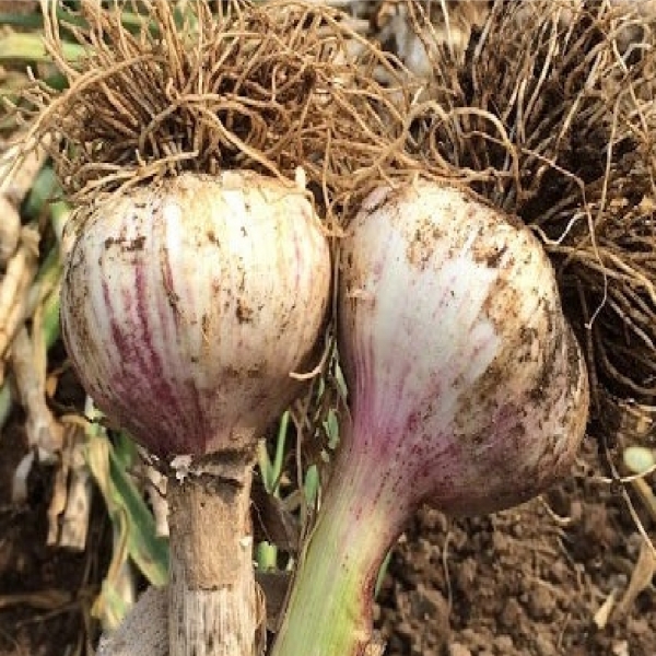 맛과 향이 살아있는 25년 햇 남해 장아찌용 대서 마늘 특품 상품 중품