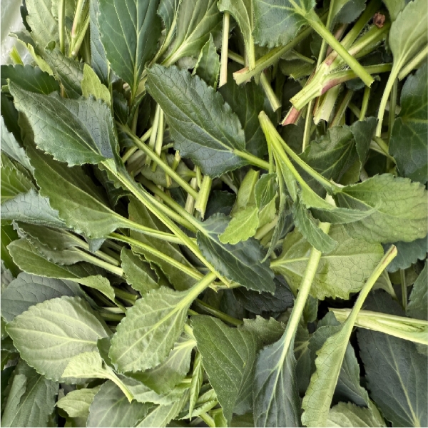 향긋함 가득한 나물의 왕 팔공산 부지깽이 취나물 500g 1kg 2kg