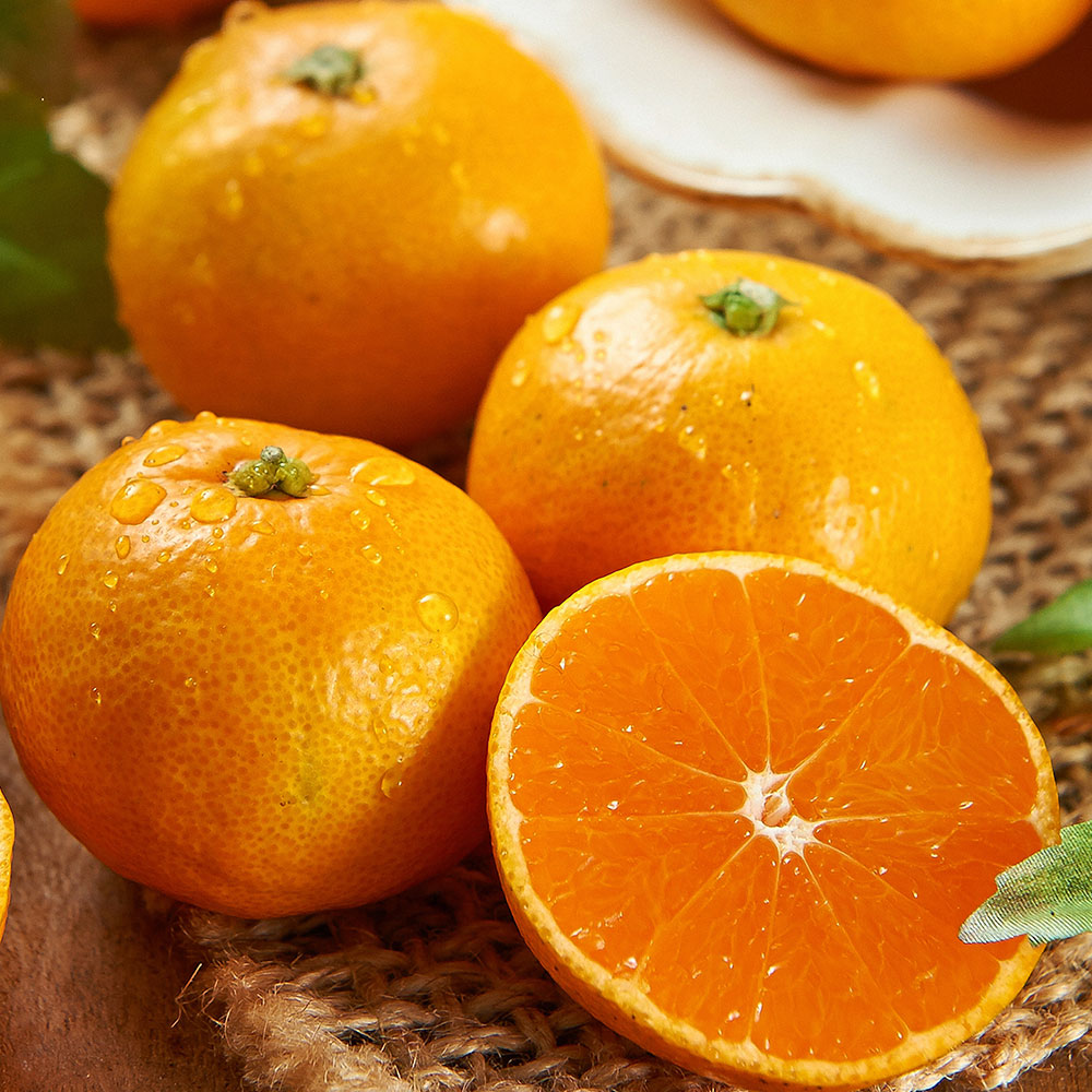 [제주직송] 25년 첫 수확! 새콤달콤 가정용 극조생 노지감귤  2kg 4.5kg 9kg