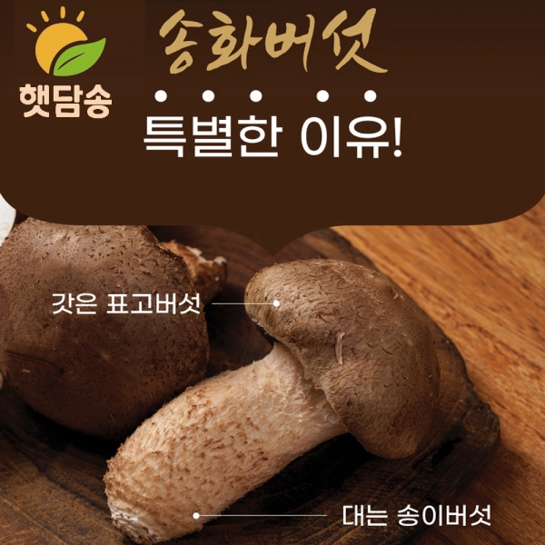 [햇담송] 무농약 송화버섯 곤드레밥 밥짓기용 찌개용 송고버섯 한끼 나물밥