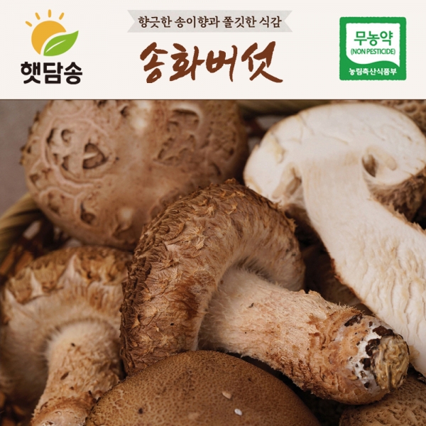 [햇담송] 무농약 송화버섯 취나물밥 밥짓기용 찌개용 송고버섯 한끼 나물밥