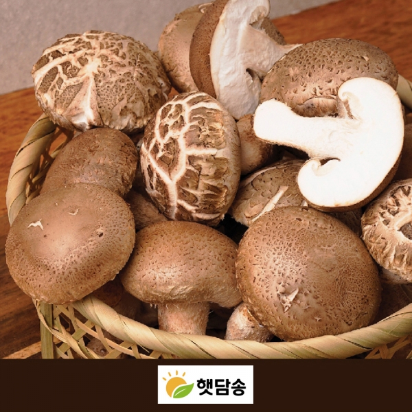 [햇담송] 무농약 송화버섯 취나물밥 밥짓기용 찌개용 송고버섯 한끼 나물밥