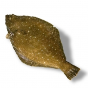 [활] 국산(제주) 광어 1.5~1.6kg 내외