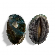 [활] 국산 전복 15미/kg