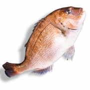 [활] 일본산 도미 3.0kg 내외