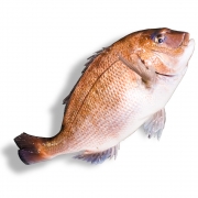 [활] 일본산 도미 1.2~1.9kg 내외