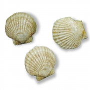 [활] 일본산 가리비 10미 내외