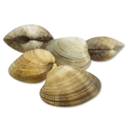 [활] 국산 바지락