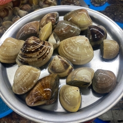 [활] 국산 백합(참백합)