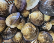 [활] 국산 모시조개