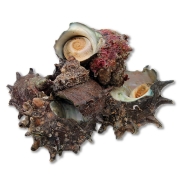 [활] 국산 뿔소라