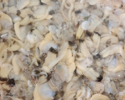 [활] 국산 바지락살 20미 내외