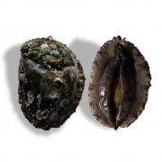 [활] 국산 전복 12미/kg