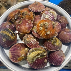 [활] 국산 동전가리비