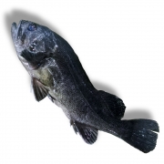 [활] 국산 우럭 300~350g 내외