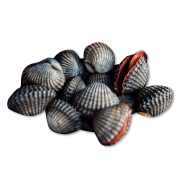 [활] 국산 피조개 30미 내외