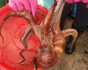 [활] 국산 문어 300~500g 내외