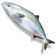 [필렛] 국산 대방어 6.0~8.0kg 내외(원물기준)