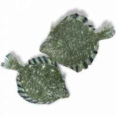 [활] 국산(제주) 강도다리 400~500g 내외