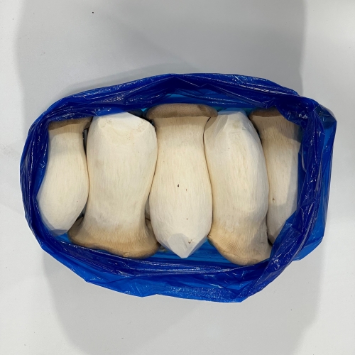 [냉장] 국산 새송이버섯 특등급 2kg 내외