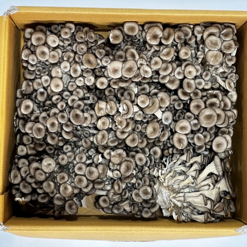 [냉장] 국산 애느타리버섯 2kg 내외