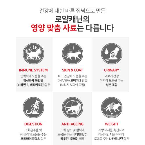 [로얄캐닌] 고양이사료 키튼 12kg 새끼고양이용 사료