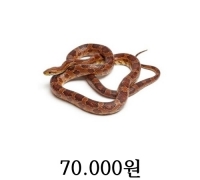 레드 콘스네이크