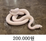 루시렛 스네이크 수컷 360g