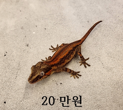 가고일 오렌지 스트라이프