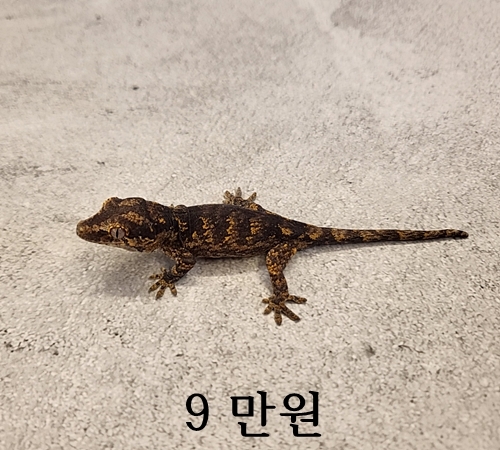 가고일 게코 베이비